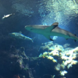 Sharks in their lagoon