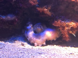 Octopus lurking in the depths (C) K. Hin