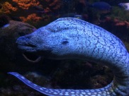 Moray eel (C) K. Hin