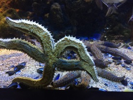 A predatory starfish (C) K. Hin