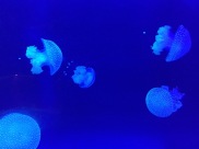 Jellyfish (C) K. Hin