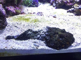 The notorious stonefish (C) K. Hin