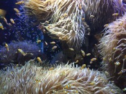 Sea anemone and "Nemo" clownfish (C) K. Hin