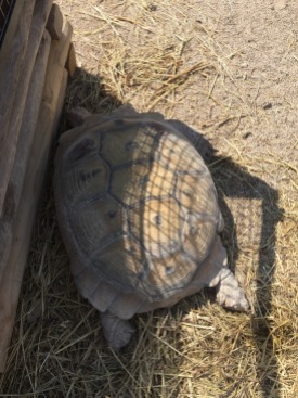 African tortoises sunbathing (C) K. Hin